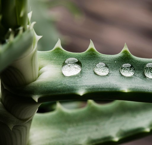 Aloe Vera